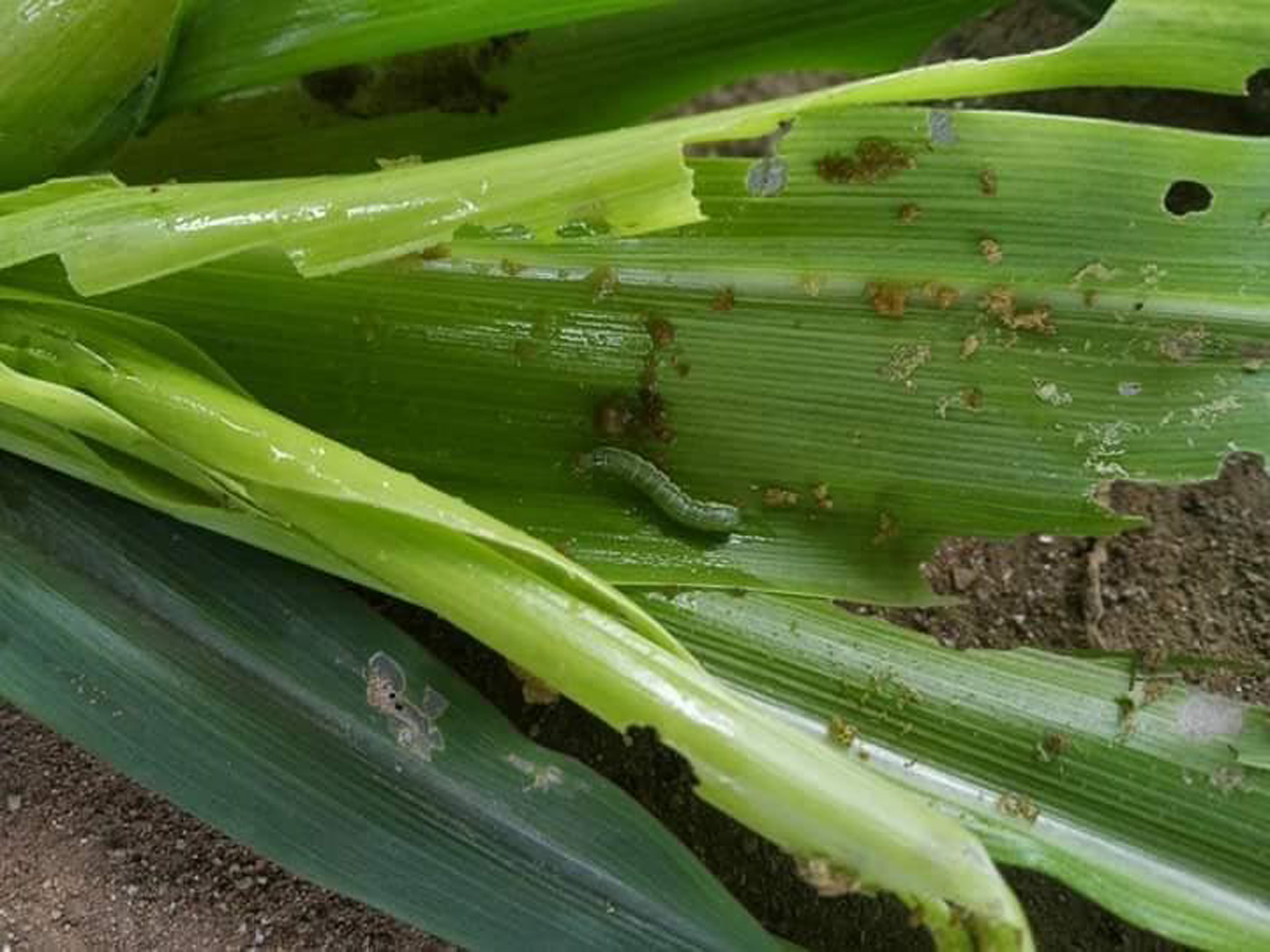 मकैबाली फौजी कीराले खान थालेपछि संखुवासभाका किसान चिन्तित